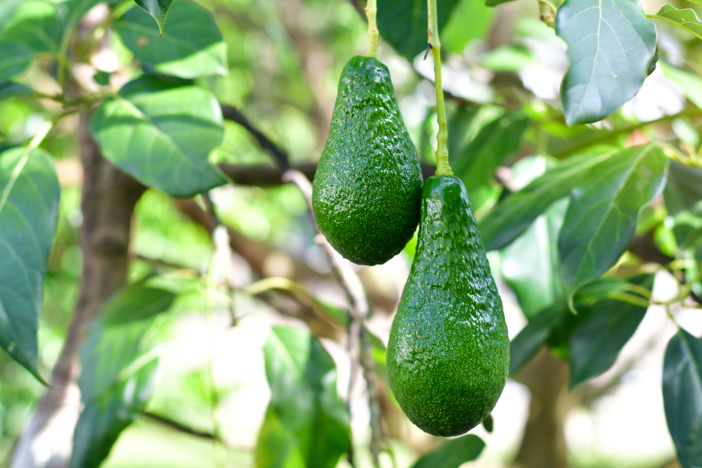 5 datos sobre los aguacates