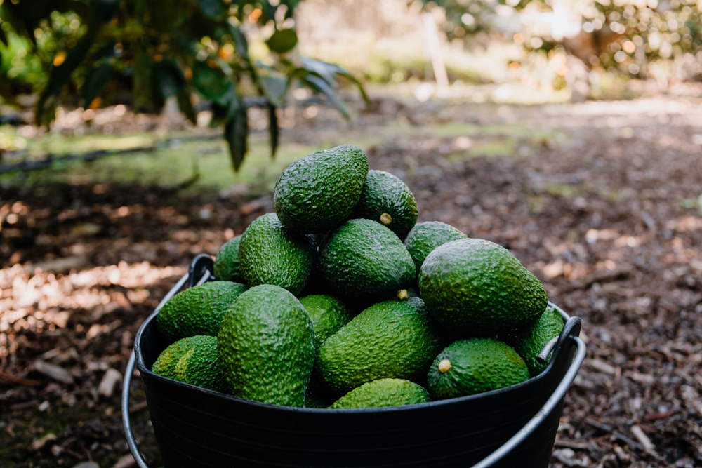 5 datos sobre los aguacates